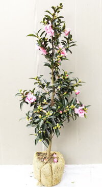 楽天市場 生垣に向く木 山茶花 サザンカ 乙女山茶花 オトメサザンカ 植木生産販売専門店 芝樹園 楽天市場 生垣に向く木 山茶花 サザンカ 乙女山茶花 オトメサザンカ 植木生産販売専門店 芝樹園