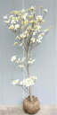 沢山の花が開花中の優良品【ハナミズキ白花】樹高1.4m前後 クラウドナイン　接ぎ木根巻き苗-