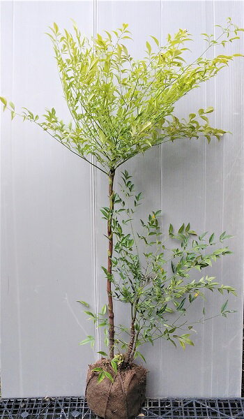 実付き苗【白南天(シロナンテン)】樹高100cm前後 株立ち状 根巻き苗 縁起木