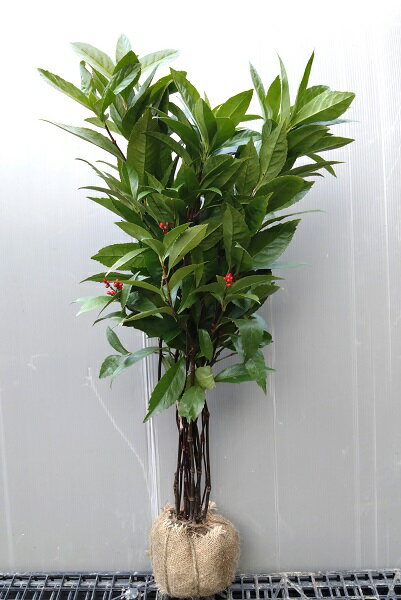 【千両(赤実)】株立ち状 樹高80cm前後 根巻き苗 センリョウ 縁起木 せんりょう