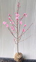 2026年開花予定【菊桃(キクモモ)】樹高1.1m前後 接ぎ木根巻き苗 花桃(ハナモモ)きくもも