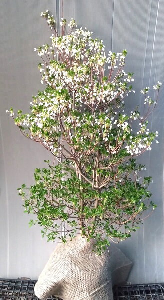 ボリューム有る優良品【ドウダンツツジ】樹高1.1m前後 根巻き苗 どうだんつつじ