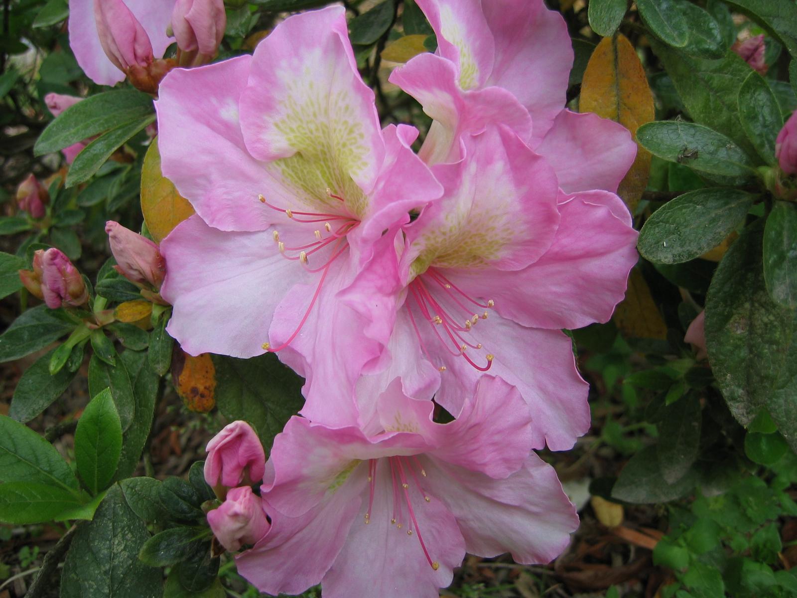 【御世の栄え（ミヨノサカエ）絞りピンク花】樹高60cm前後 根巻き苗 みよのさかえ ヒラドツツジとアザレアの交配種