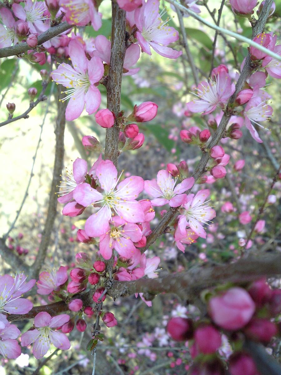 ”開花中苗”【庭梅（ニワウメ）】　樹高60cm前後