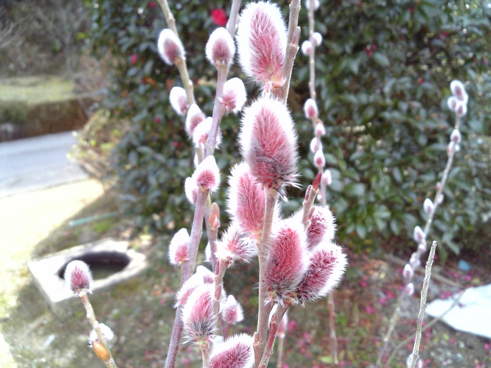 楽天市場 春に花をつける木 春に花をつける木1 2 春に花をつける木２ ピンク猫柳 ピンクネコヤナギ ふわふわのピンクの綿帽子 植木生産販売専門店 芝樹園