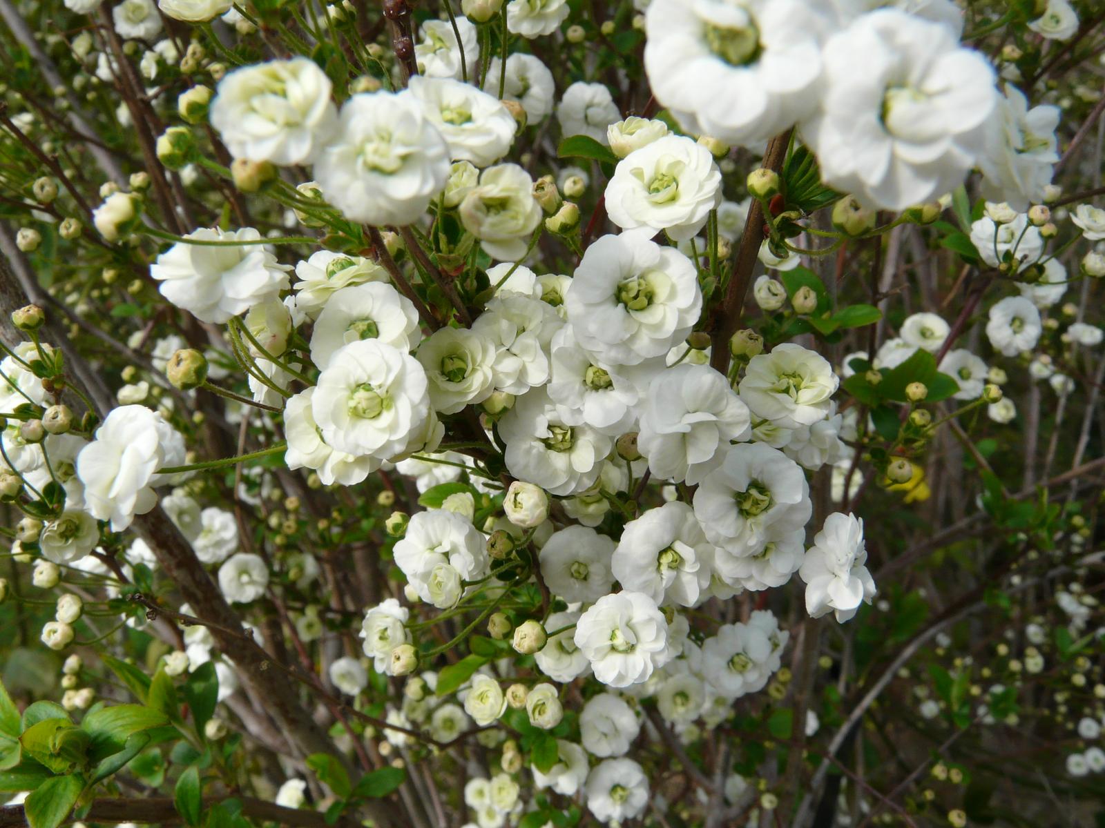 八重咲きのかわいい花【シジミバナ（エクボバナ）】　6号ポット入り　樹高1.1m前後
