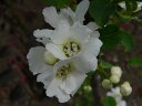 風流な名　純白の花【利休梅（リキュウバイ）】　樹高1．2m