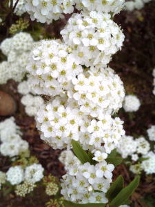 小花が小さなまりのように可愛らしい【コデマリ】4.5号ポット苗（樹高0.7m前後）