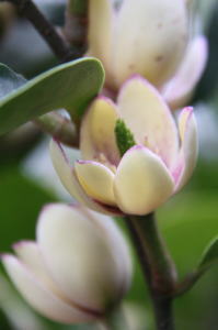 ツボミ付き【カラタネオガタマ】樹高1.2m前後 根巻き苗 花の香りの強さはトップクラス バナナに似た甘い香り からたねおがたま