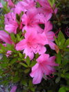 初夏に花が咲くグランドカバー代表種【サツキツツジ】大盃（オオサカズキ）根巻き苗