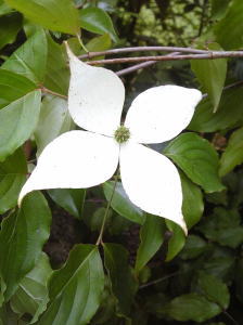 初夏の日差しを浴びて咲く【山法師（ヤマボウシ）白花】2本立ち接ぎ木根巻き苗　樹高1.6m前後