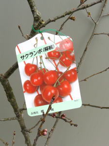 暖かい地方で1本でも結実する【暖地さくらんぼ（ダンチサクランボ）】3年生大苗樹高1.2m前後6号ポット入り