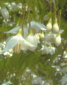 白色の釣鐘形の清楚な花【エゴノキ】樹高1.6m前後　根巻き苗