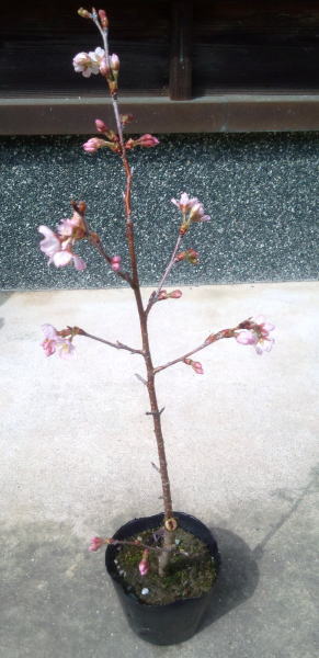 【啓翁桜（ケイオウザクラ）】10.5cmポット入り　樹高40cm前後　けいおうざくら　さくら