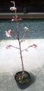 【啓翁桜(ケイオウザクラ)】10.5cmポット入り 樹高30cm前後 けいおうざくら さくら