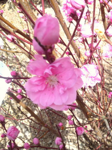 【照手花桃（テルテハナモモ）八重咲きピンク】樹高1.5m前後　ポット入り苗 　シンボルツリー