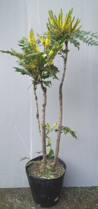 楽天市場 縁起木 記念樹 ヒイラギナンテンの園芸種で豪華な花 チャリティー マホニ 植木生産販売専門店 芝樹園 楽天市場 縁起木 記念樹 ヒイラギナンテンの園芸種で豪華な花 チャリティー マホニ 植木生産販売専門店 芝樹園
