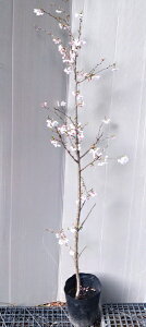 満開【十月桜（ジュウガツザクラ）】 樹高1.5m前後　7号ポット苗　じゅうがつざくら