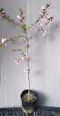 2026年開花予定【花海棠桜(ハナカイドウザクラ)】樹高1.2m前後 7号ポット苗 (カイドウ桜)はなかいどうざくら