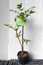【柊南天(ヒイラギナンテン)】 5号ポット樹高70cm前後 厄除け、縁起木として植えられる ひいらぎなんてん