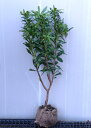 【沈丁花(ジンチョウゲ)白花】樹高90cm前後 根巻き苗 じんちょうげ