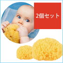 イタリア産最高級海綿イルコルポ ナチュラルシースポンジ 直径約14cm 【2個セット】