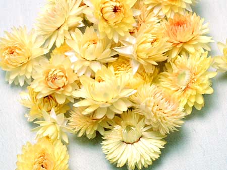 ◆ドライフラワーヘリクリサムヘッドクリーム