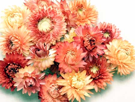 ◆ドライフラワーヘリクリサムヘッドサーモン