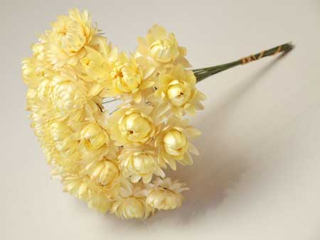 ◆ドライフラワーヘリクリサムワイヤークリーム