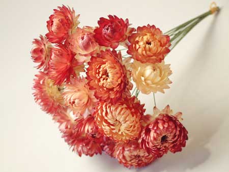 ◆ドライフラワーヘリクリサムワイヤーサーモン