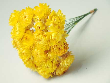 ◆ドライフラワーヘリクリサムワイヤーイエロー