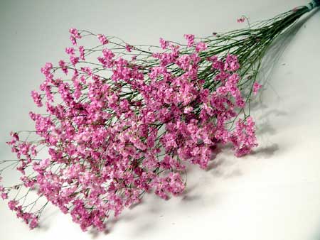 ◆ドライフラワーキノセリーズ