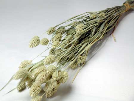 ◆ドライフラワーポアプランツ