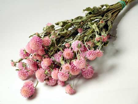 ◆ドライフラワー千日紅ピンク