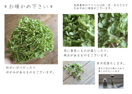 アナベル枝つき/あじさいアジサイ/国産ドライフラワー花材リース手作り材料素材ナチュラルインテリア