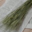 ハルユタカ麦 / コムギ 小麦 はるゆたか / 北海道産 ドライフラワー 花材 リース 手作り 国産 材料 素材 ナチュラル インテリア