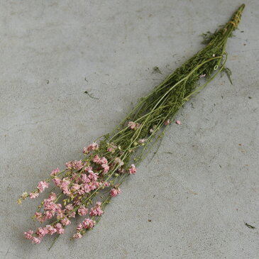 ラークスパー ( ちどり草 ) ソフトピンク 淡いピンク 桃色 / 北海道産 ドライフラワー 花材 リース 手作り 国産 材料 素材 ナチュラル インテリア