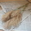すすき (ススキ) / 北海道産ドライフラワー 穂もの グリーン ナチュラル ディスプレイ インテリア シック 花材 素材