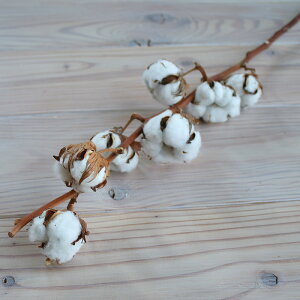 綿の実枝つき ホワイト / コットンフラワー リース 花材 クリスマス 素材 ドライフラワー 材料 綿花 インテリア ナチュラル