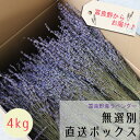 楽天ドライフラワー雑貨・花七曜【産地直送 業務用 】富良野産ラベンダー4号 おかむらさき ドライフラワー 4kg【無選別お得な箱売り】 丘紫 / 北海道産 花材 素材 材料 インテリア アロマ リース アレンジメント インテリア 店舗 ディスプレイ パープル