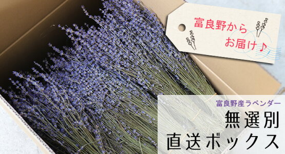 【産地直送・業務用】富良野産ラベンダー4号おかむらさきドライフラワー4kg【無選別お得な箱売り】丘紫/北海道産花材素材材料インテリアアロマリースアレンジメントインテリア店舗ディスプレイパープル