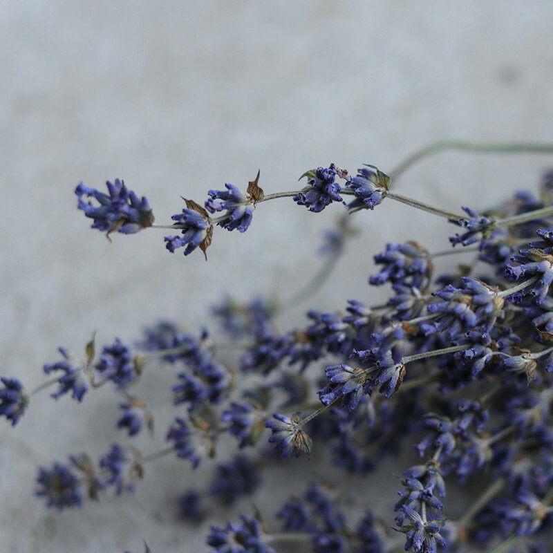 富良野直送 ナチュラルなラベンダーおかむらさき インテリアやディスプレイに ラベンダー 4号 おかむらさき 丘紫 北海道産 花材 リース 素材 ディスプレイ 材料 おトク情報がいっぱい パープル アロマ インテリア アレンジメント