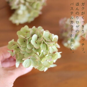 ミナヅキオータムフレイズヘッド【少量パック】/ドライフラワー花材リース手作り国産材料素材ナチュラルインテリアディスプレイあじさい
