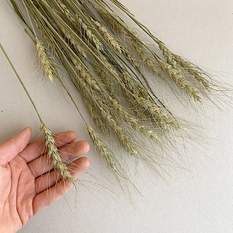 ハルユタカ麦 / コムギ 小麦 はるゆたか / 北海道産 ドライフラワー 花材 リース 手作り 国産 材料 素材 ナチュラル …