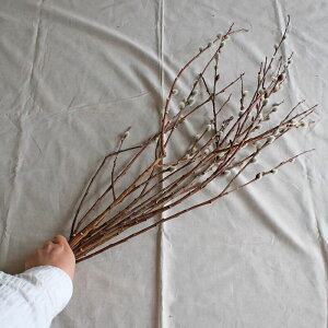 【大枝長さ50〜70cm】ドライフラワー穂付きネコヤナギ(猫柳)◆ブラウンナチュラルインテリア素材材料葉物枝もの花材素材ディスプレイ