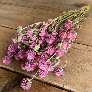 千日紅ライラック(ピンクパープル)/北海道産ドライフラワーナチュラルインテリア花材素材クラフト材料リース