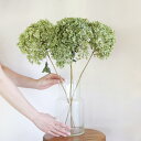 【約直径15〜20cm】アナベル枝つき 中 /アジサイ あじさい/国産ドライフラワー 花材 リース 手作り インテリア ナチュラル 材料 素材 グリーン
