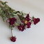 シャクヤク 【 一重 】 モーヴ ( 赤紫 )/ しゃくやく 芍薬 / 北海道産ドライフラワー 花材 リース 手作り 国産 材料 素材 ナチュラル インテリア ディスプレイ