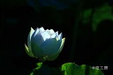 フォトカード 「Lotus light」花風景写真 空【空工房】