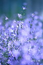 フォトカード 「flower color」花風景写真 空 雲【空工房】